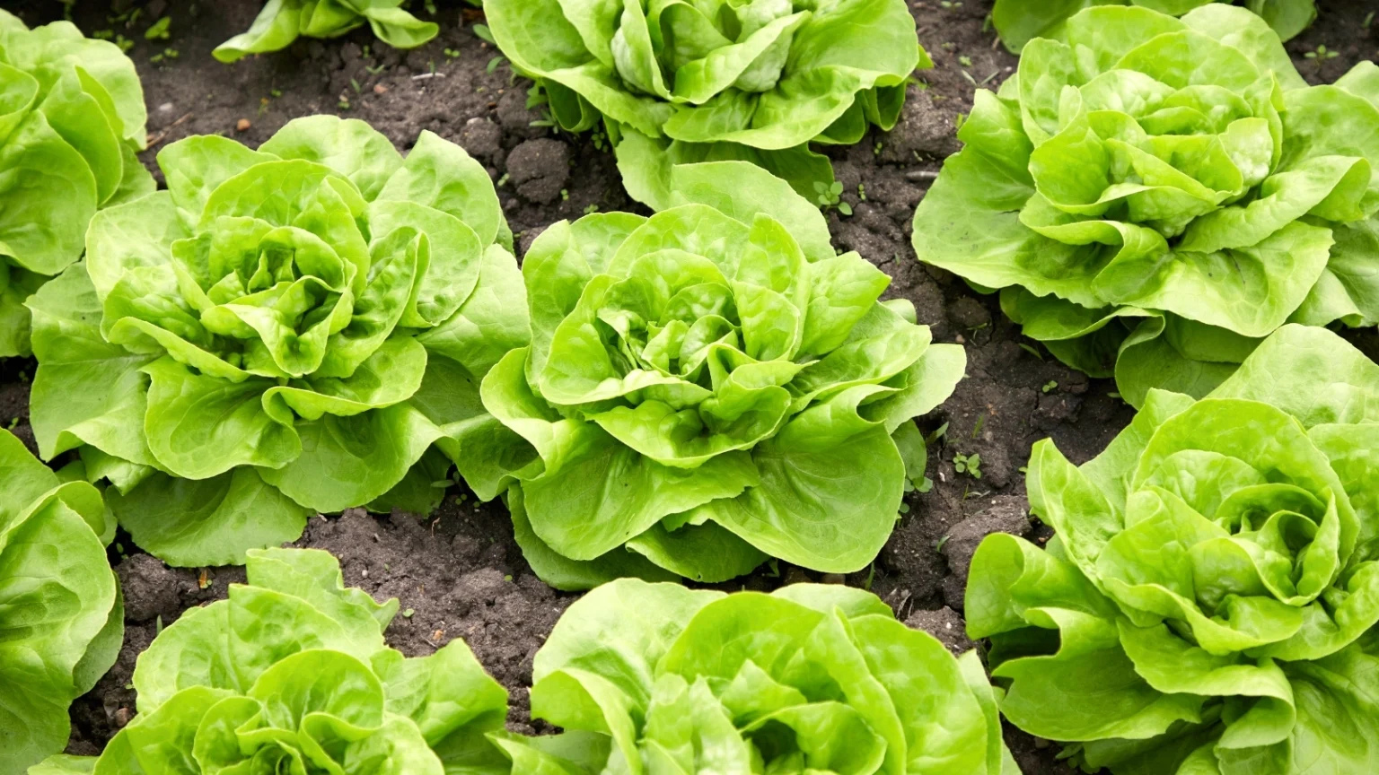 Bibb Lettuce